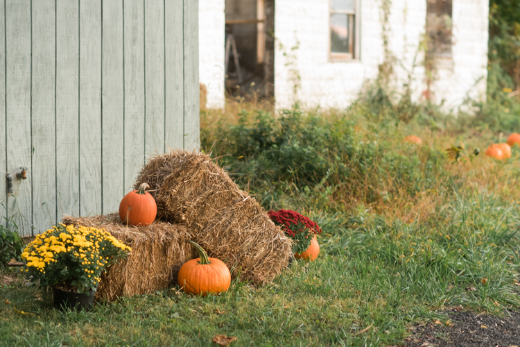 Fall is in full swing here in NJ, my first Fall Family session with Anna and Adam at their Farm House in Hackettstown NJ. Anna and Adam recently purchased their dream farm house on a 4 acres of land. This family of four now has chickens, ducks, birds, cats, a dog, sheep and plans to add many more to the list in the future. I had the honor of visiting Anna and Adam and their two beautiful children at their Farm the other day. I got much need vitamin D walking around the property, enjoying the foliage, running around with their kids and meeting all the farm animals. I sincerely enjoy photographing families now because there are no dull moments with kids, every moment is perfect! Fall family session at Anna and Adam’s Farm at Hackettstown NJ photographed by Karis from HeyKaris.